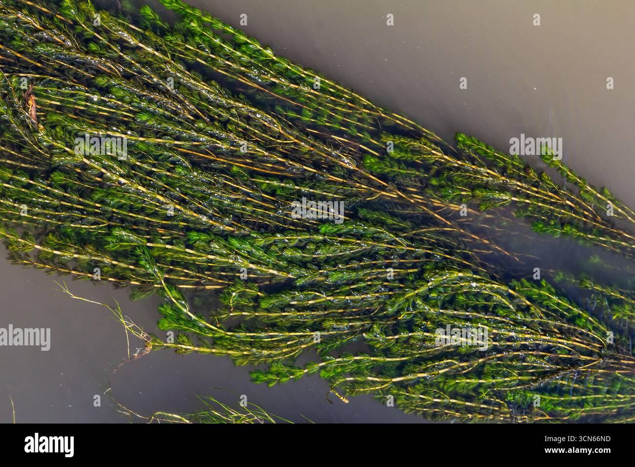 Plante aquatique Ceratophyllum demersum dans un ruisseau. Banque D'Images