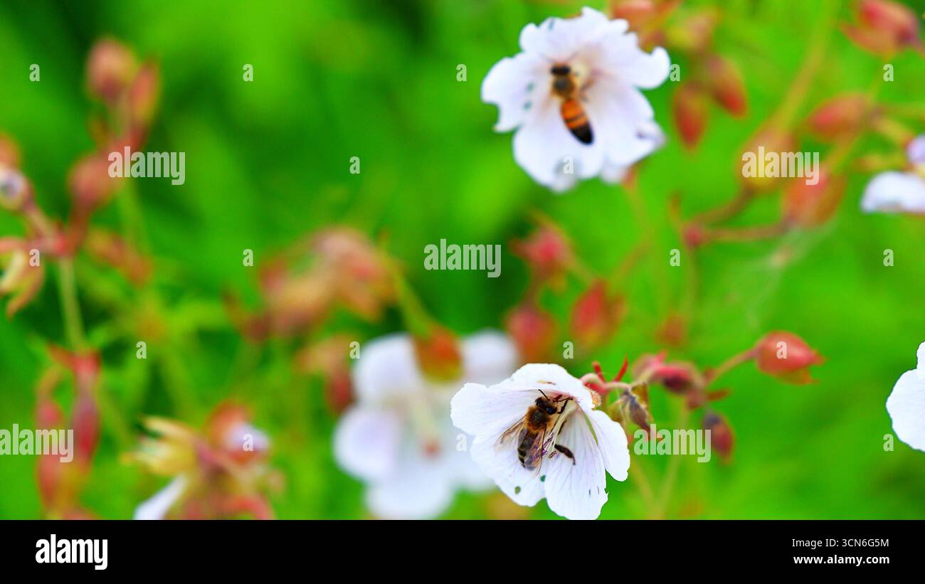 Abeille pollinisant des fleurs sauvages délicates dans un jardin vibrant Banque D'Images