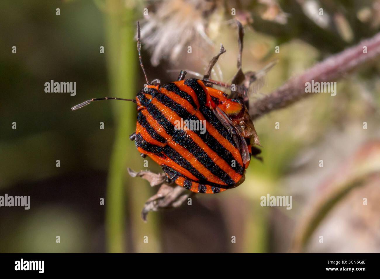 France - Toulouse - Minstrel bug (Graphosoma italicum) - bouclier rouge vif avec des bandes noires accrochant une tige Banque D'Images