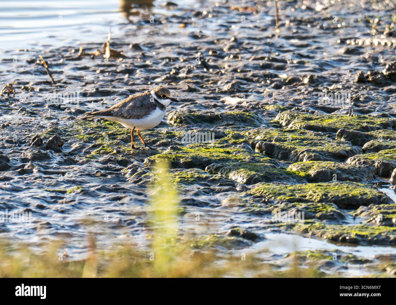 Un petit Plover annelé, Charadrius dubius à Titchwell, norfolk, Royaume-Uni. Banque D'Images