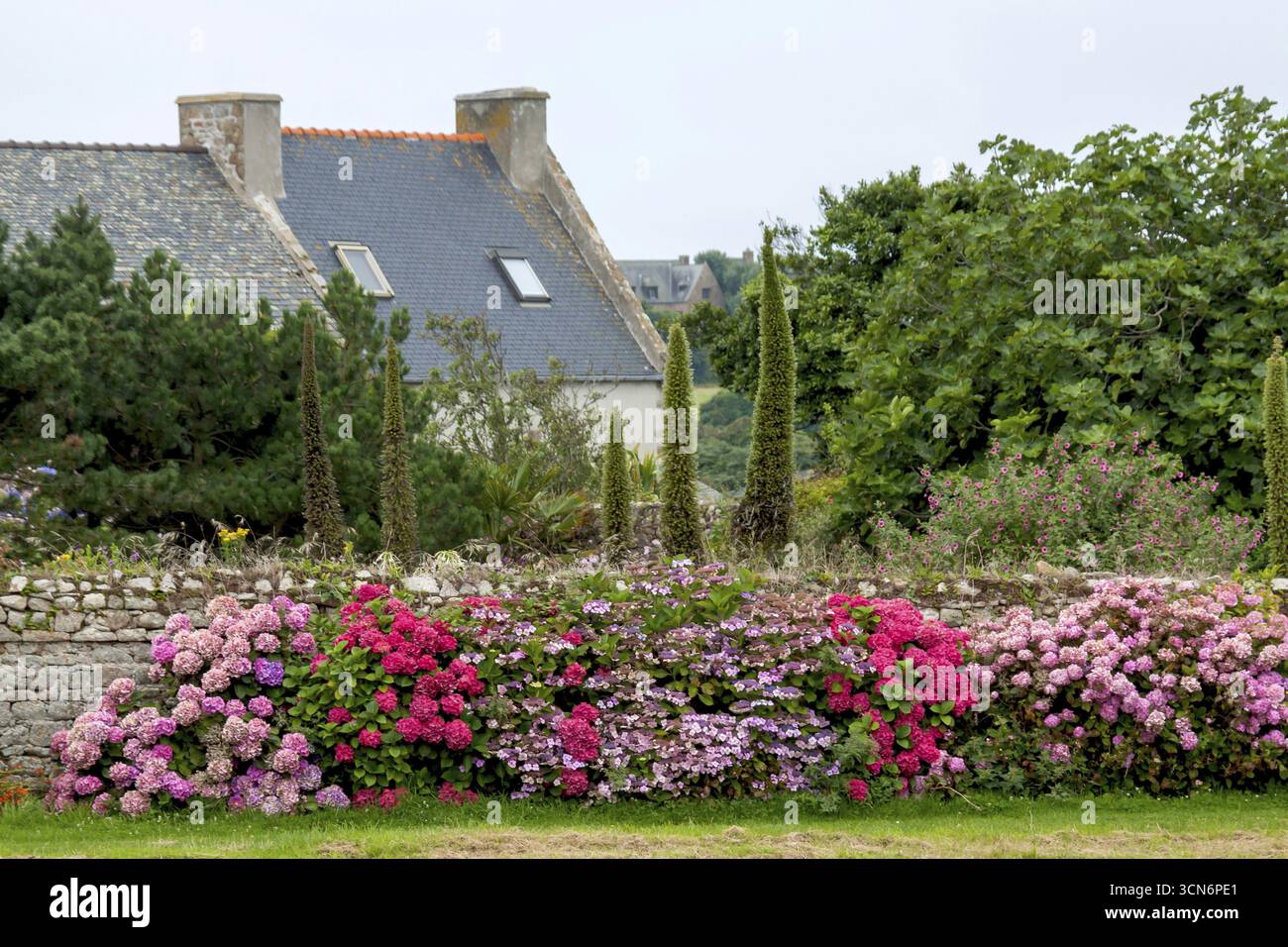Hortensias devant un vieux mur de pierre, Bretagne, France Banque D'Images