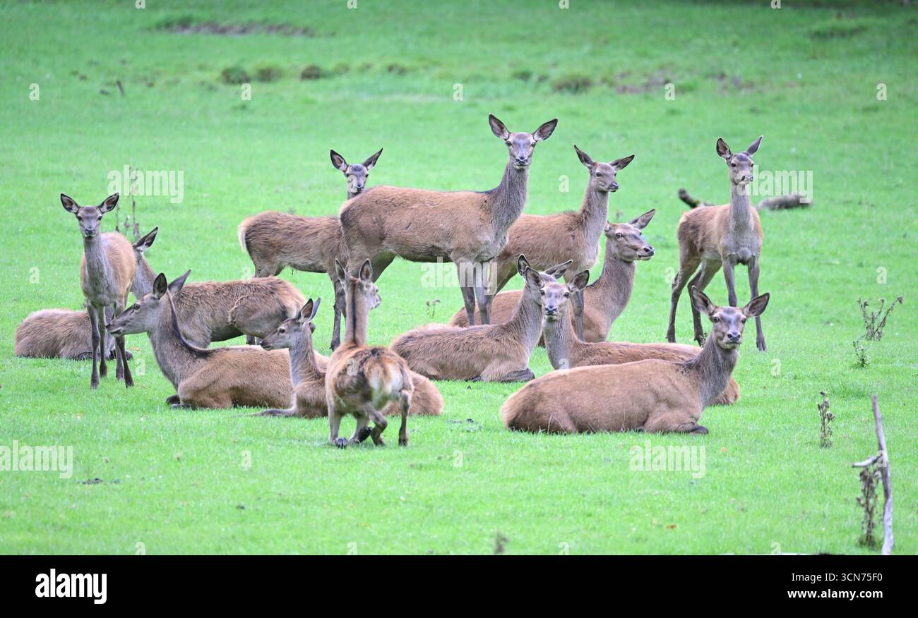 Cleebronn, Allemagne. 17 septembre 2025. Les vaches à cerfs se tiennent debout et allongent sur une prairie dans le parc animalier Tripsdrill. Crédit : Bernd Weißbrod/dpa/Alamy Live News Banque D'Images