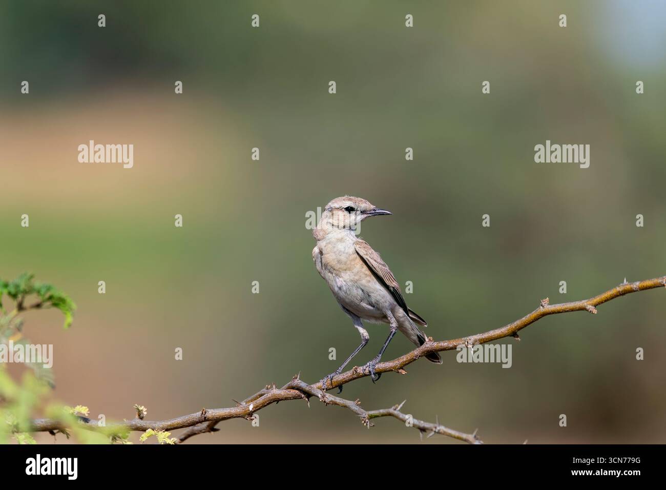 Un Wheatear Isabelline perché sur un petit buisson épineux à la périphérie de la région du lac Nalsarovar dans le Gujarat Banque D'Images
