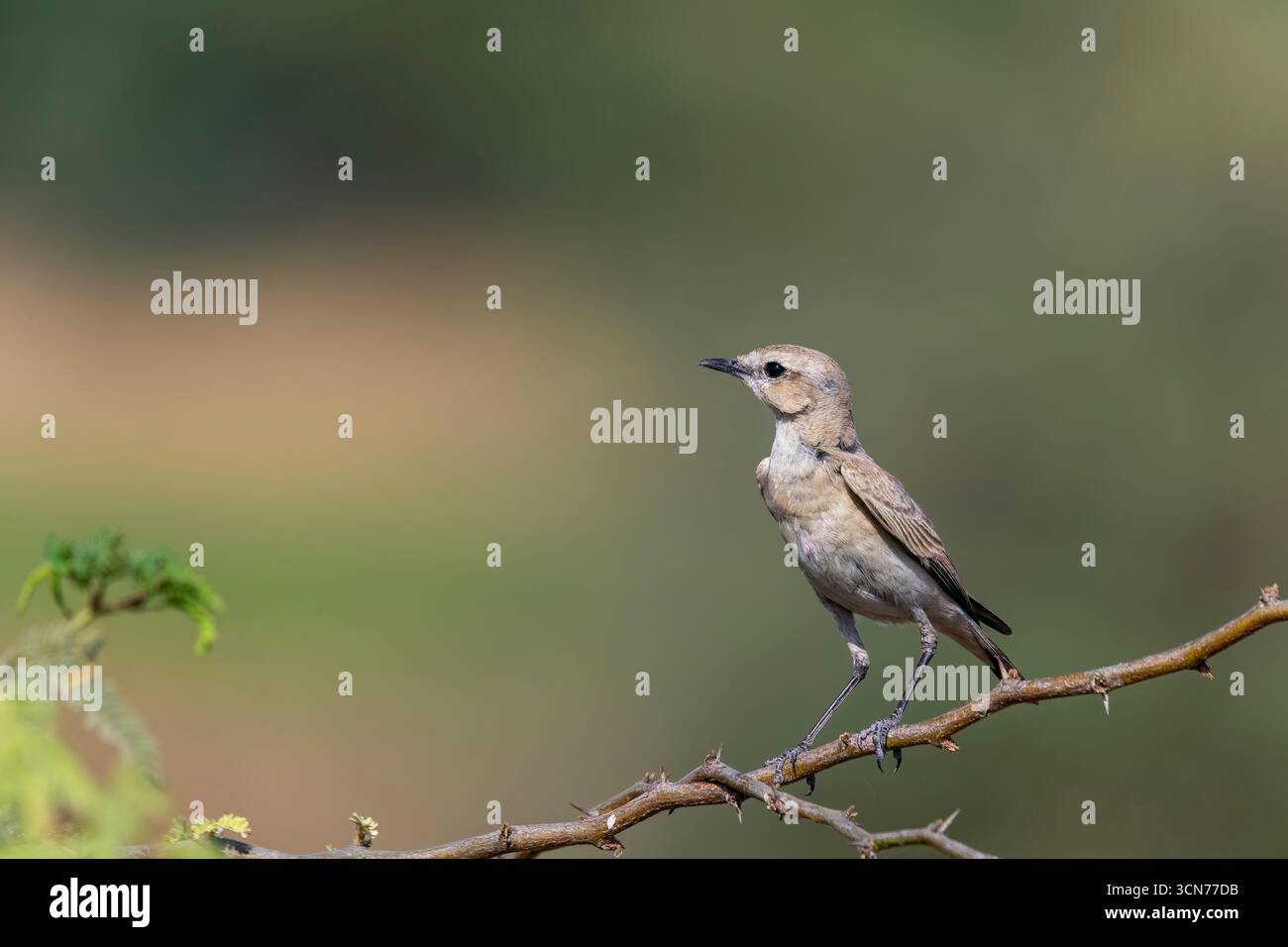 Un Wheatear Isabelline perché sur un petit buisson épineux à la périphérie de la région du lac Nalsarovar dans le Gujarat Banque D'Images