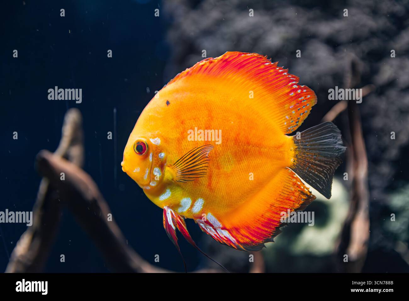 Poisson discus orange, (Symphysodon aequifasciatus), nageant avec fond sombre Banque D'Images