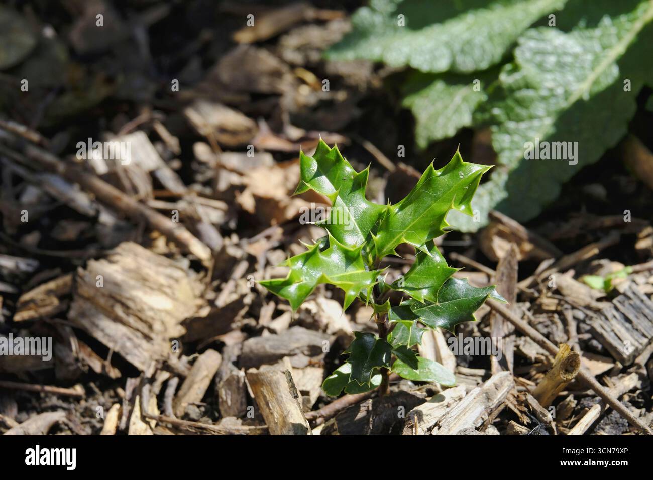 Jeune semis de houx (Ilex aquifolium) avec des feuilles épineuses brillantes poussant dans le paillis de jardin. Banque D'Images