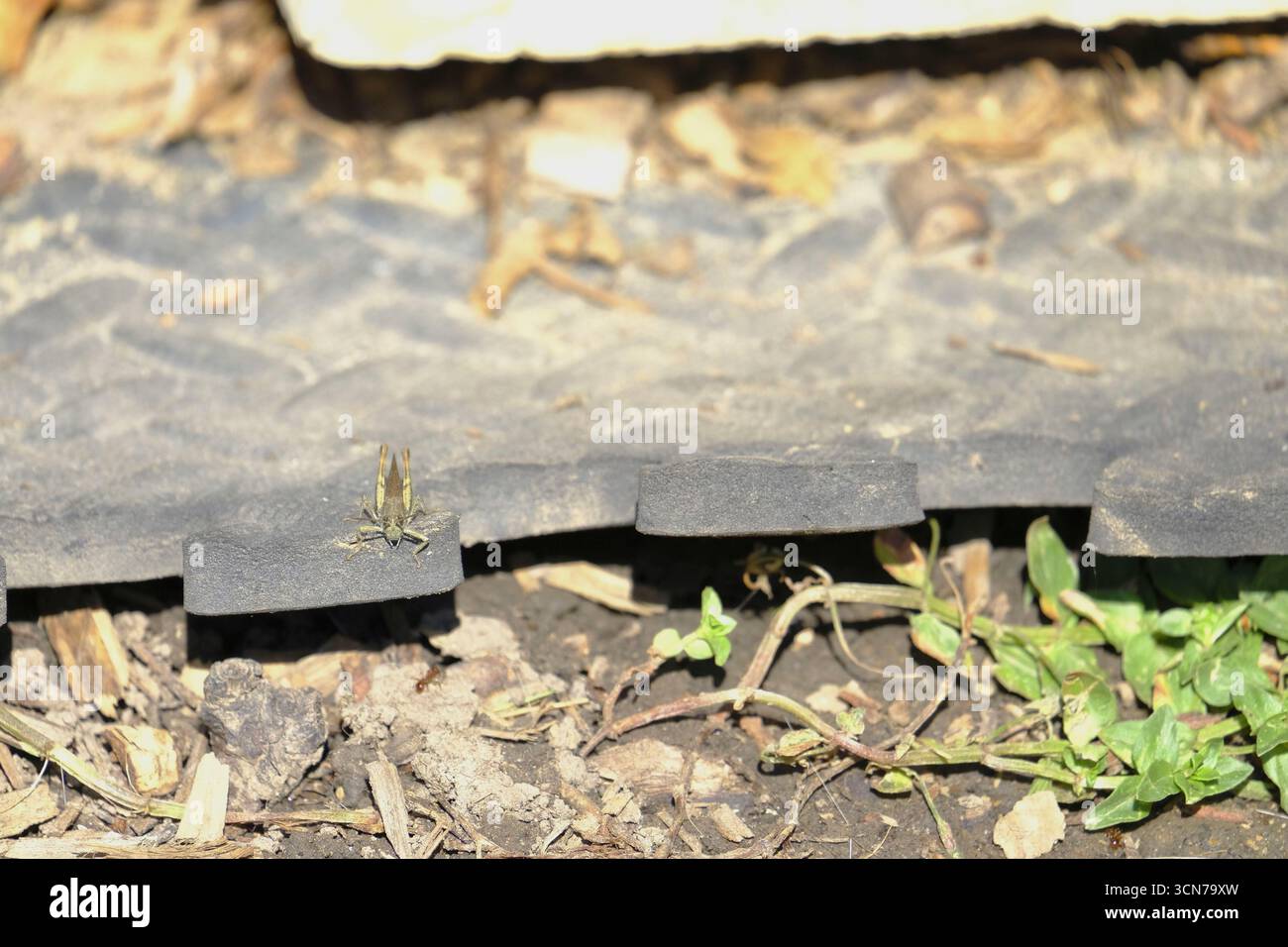 Sauterelle de champ (Chorthippus brunneus) reposant sur des bordures en caoutchouc recyclé dans une aire de jardin. Banque D'Images
