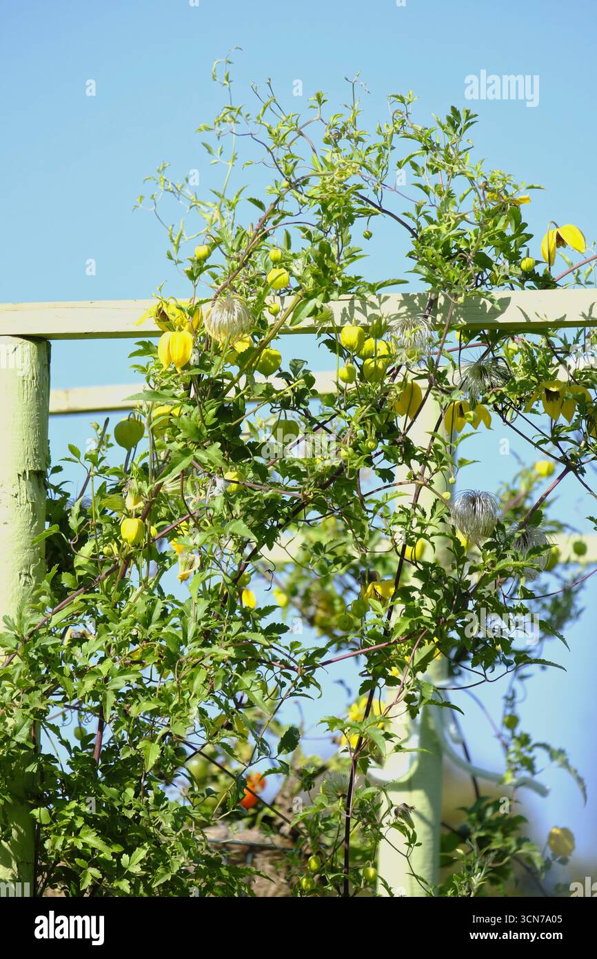 Clematis jaune (Clematis tangutica) grimpant sur une pergola de jardin en bois contre un ciel bleu clair, scène de jardin de fin d'été. Banque D'Images