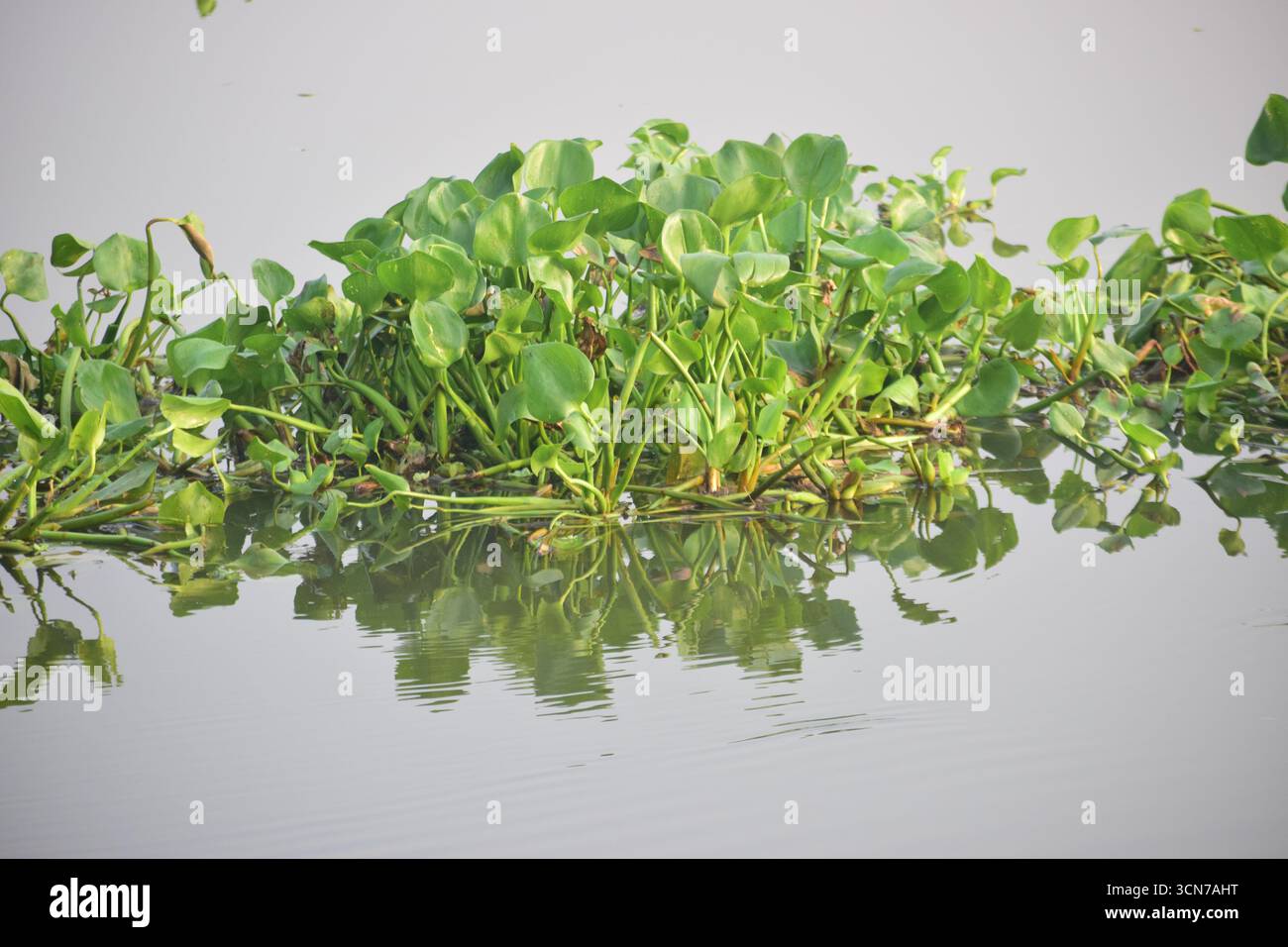Jacinthe d'eau commune - photographie de plantes aquatiques pour la nature et images de stock Banque D'Images