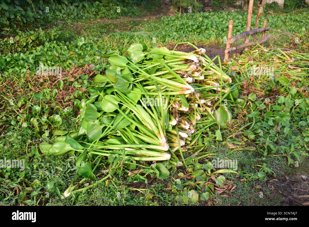 Jacinthe d'eau commune - photographie de plantes aquatiques pour la nature et images de stock Banque D'Images