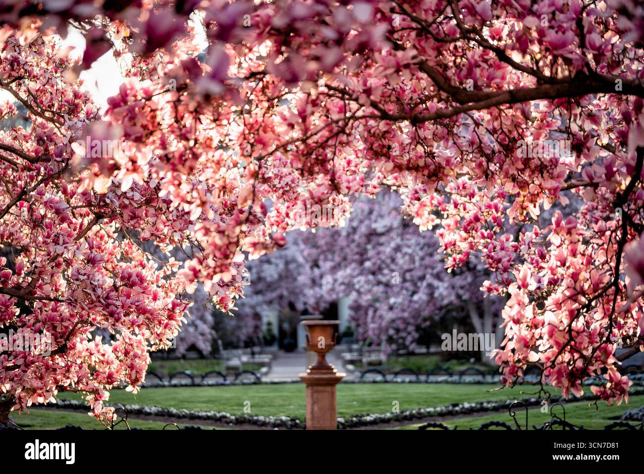 Les magnolias de soucoupe fleurissent dans le jardin Enid A Haupt Washington DC États-Unis // WASHINGTON DC — les magnolias de soucoupe (Magnolia x soulangeana) fleurissent dans le jardin Enid A. Haupt, situé en face du château Smithsonian. Ce jardin de style victorien offre un cadre formel pour ces arbres ornementaux en fleurs. Les magnolias contribuent à la vivacité de l'affichage printanier du jardin, complétant son aménagement paysager méticuleusement entretenu. Le jardin Enid A. Haupt est un espace horticole renommé, présentant diverses collections de plantes et éléments de design. Banque D'Images
