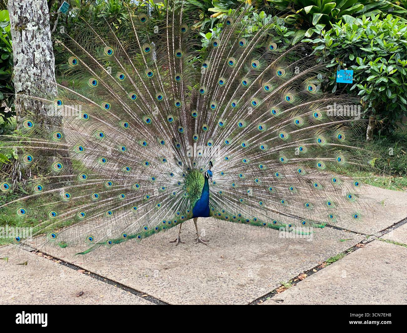 Un paon mâle déployant son train, rempli de belles taches oculaires, dans un jardin botanique à Kauai, Hawaii, USA - Image de stock capturée avec un smartphone