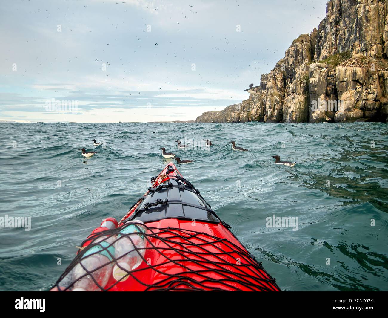 Falaises d'Alkefjellet avec Guillemots Spitzberg Svalbard Norvège // SPITZBERG, Svalbard — le kayak dans les eaux arctiques au large de la côte du Spitzberg, Svalbard, Norvège, offre des rencontres rapprochées avec la faune. Une colonie de guillemots, des oiseaux de mer connus pour leur plumage noir et blanc distinctif, sont vus nager dans la mer agitée. Les oiseaux sont observés près des spectaculaires falaises accidentées d'Alkefjellet, un site de nidification populaire pour de nombreuses espèces d'oiseaux. L'archipel du Svalbard est situé dans l'océan Arctique, à mi-chemin entre la Norvège continentale et le pôle Nord. Ces îles sont réputées pour leur Banque D'Images Falaises d'Alkefjellet avec Guillemots Spitzberg Svalbard Norvège // SPITZBERG, Svalbard — le kayak dans les eaux arctiques au large de la côte du Spitzberg, Svalbard, Norvège, offre des rencontres rapprochées avec la faune. Une colonie de guillemots, des oiseaux de mer connus pour leur plumage noir et blanc distinctif, sont vus nager dans la mer agitée. Les oiseaux sont observés près des spectaculaires falaises accidentées d'Alkefjellet, un site de nidification populaire pour de nombreuses espèces d'oiseaux. L'archipel du Svalbard est situé dans l'océan Arctique, à mi-chemin entre la Norvège continentale et le pôle Nord. Ces îles sont réputées pour leur Banque D'Images
