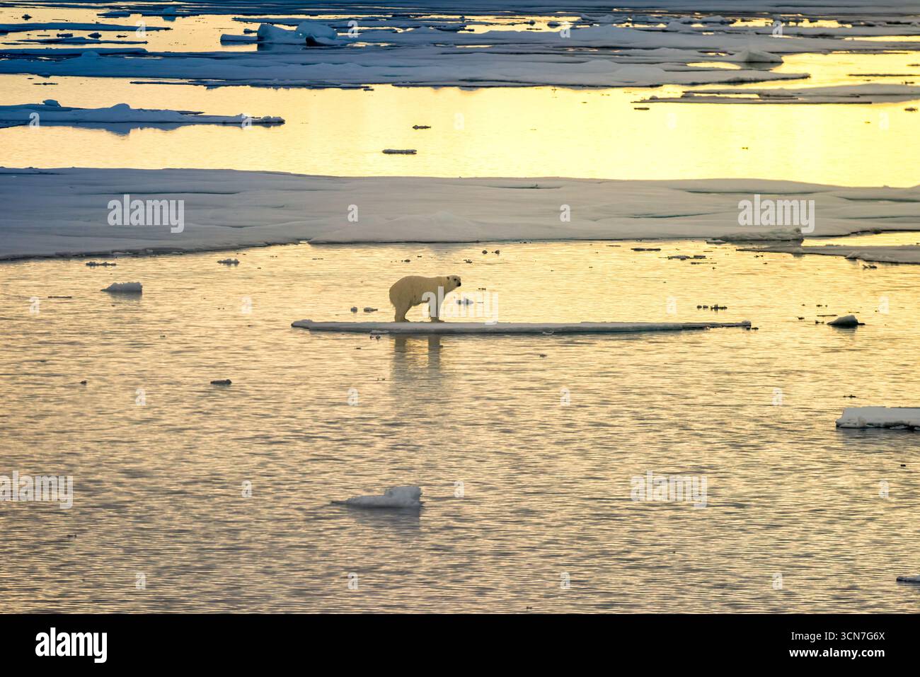 Ours polaire sur la banquise Klerckbukta Nordaustlandet Svalbard // NORDEAUSTLANDET, SVALBARD — Un ours polaire se dresse sur une petite banquise dans l'océan Arctique. Le soleil projette une lumière chaude et dorée sur l'eau et les formations de glace dispersées. Nordaustlandet est la deuxième plus grande île de l'archipel du Svalbard, située dans l'océan Arctique. Le Svalbard est un archipel norvégien situé entre le continent norvégien et le pôle Nord. Les ours polaires, également connus sous le nom d'Ursus maritimus, sont des mammifères marins qui habitent l'Arctique. Banque D'Images