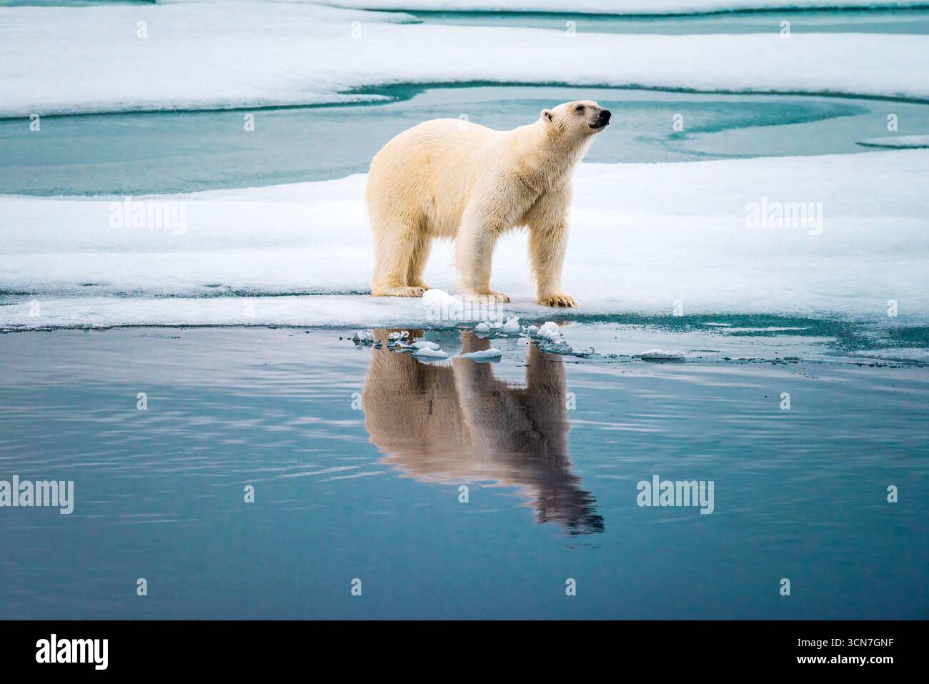 Ours polaire sur la banquise Klerckbukta Nordaustlandet Svalbard // NORDEAUSTLANDET, SVALBARD — Un ours polaire se dresse sur une banquise dans les eaux arctiques au large de Nordaustlandet, Svalbard. Le plus grand carnivore terrestre, les ours polaires (Ursus maritimus), sont classés comme mammifères marins en raison de leur dépendance à la glace de mer pour la chasse au phoque. Svalbard est un archipel situé dans l'océan Arctique, à mi-chemin entre la Norvège continentale et le pôle Nord, et est connu pour ses fjords spectaculaires, ses glaciers et sa faune abondante. La région est une destination populaire pour les expéditions arctiques et l'observation de la faune. Banque D'Images
