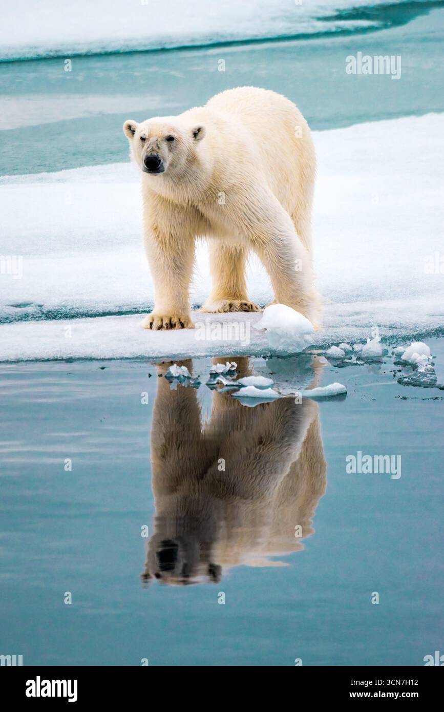 Ours polaire sur la banquise Klerckbukta Nordaustlandet Svalbard // NORDEAUSTLANDET, SVALBARD — Un ours polaire se dresse sur une banquise à Klerckbukta, Nordaustlandet, Svalbard. Les ours polaires (Ursus maritimus) sont des mammifères marins qui habitent l'Arctique. Ils sont les plus grands carnivores terrestres et sont classés comme vulnérables en raison du changement climatique et de la perte d’habitat. Le Svalbard est un archipel situé dans l'océan Arctique, à mi-chemin entre la Norvège continentale et le pôle Nord. Banque D'Images