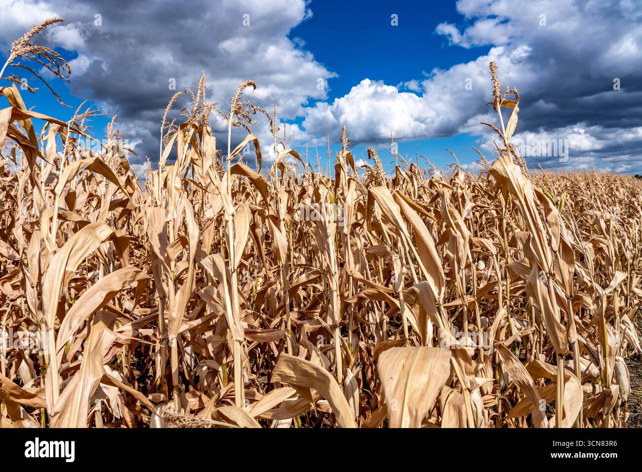 Le champ de maïs s'est asséché et seulement les petits épis de maïs à faible croissance, en raison de la sécheresse estivale, à l'est de Weisweiler, Rhénanie du Nord-Westphalie, Allemagne Banque D'Images