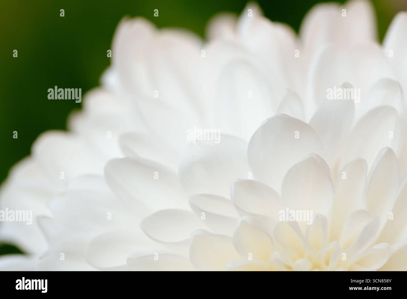 Gros plan d'une fleur blanche avec un fond vert. La fleur est le centre principal de l'image, et c'est une fleur délicate et délicate. Le BA vert Banque D'Images Gros plan d'une fleur blanche avec un fond vert. La fleur est le centre principal de l'image, et c'est une fleur délicate et délicate. Le BA vert Banque D'Images