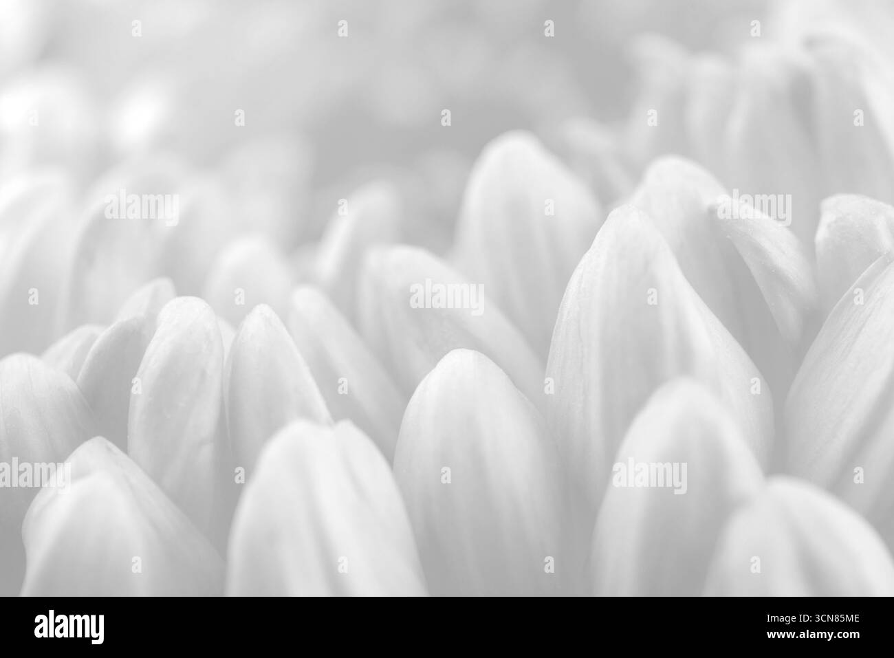 L'image est un gros plan d'une fleur avec de nombreux pétales blancs. La fleur est en pleine floraison et a un aspect très délicat et complexe. Le blanc co Banque D'Images