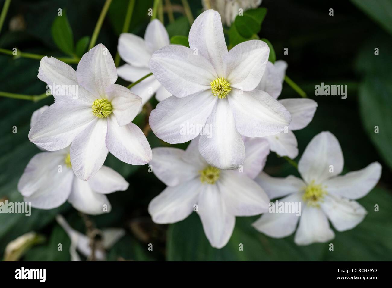 Clematis, blanc, à floraison libre, vigne, culture dans le jardin des chalets Banque D'Images