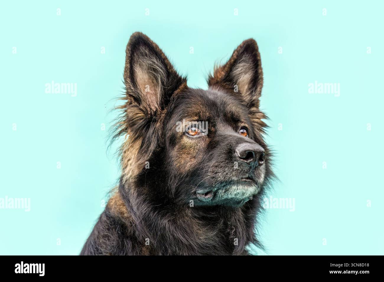 Vieux chien de berger allemand en noir et marron assis sur fond bleu Banque D'Images Vieux chien de berger allemand en noir et marron assis sur fond bleu Banque D'Images