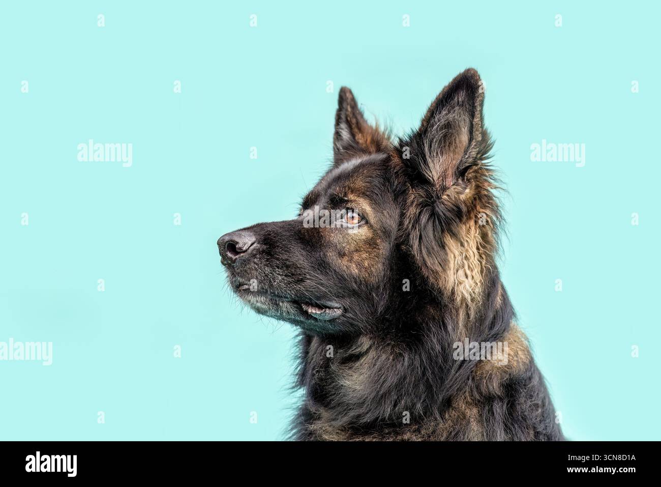 Vieux chien de berger allemand en noir et marron assis sur fond bleu Banque D'Images Vieux chien de berger allemand en noir et marron assis sur fond bleu Banque D'Images