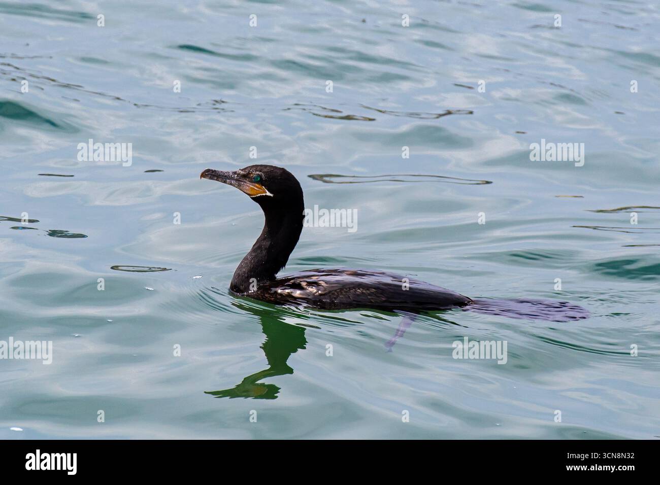 Cormoran néotrope (phalacrocorax brasilianus, patillo, cormoran) nageant calmement sur les eaux côtières bleues du Pérou. Banque D'Images
