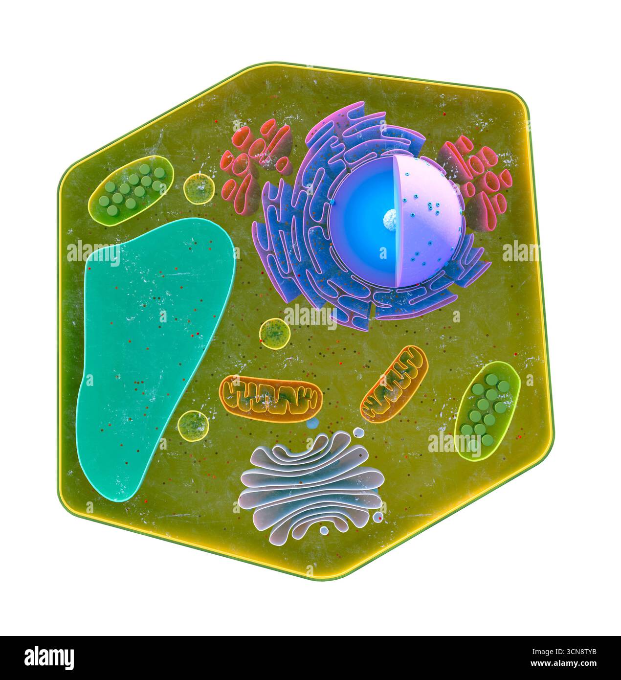 Illustration montrant la structure des cellules végétales Banque D'Images