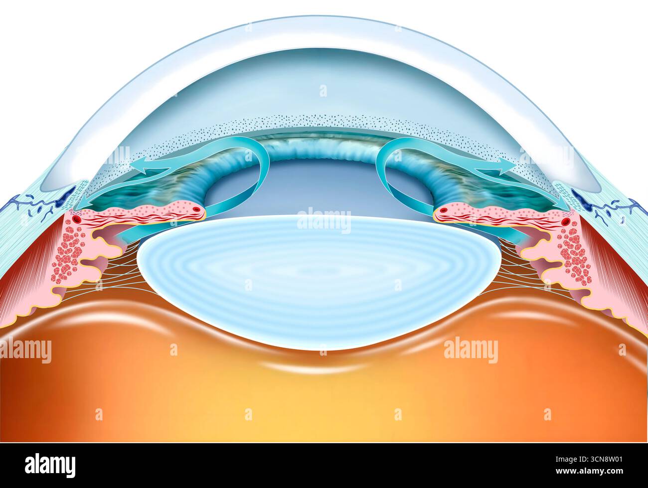 Illustration de l'œil montrant la cornée, le cristallin et des flèches indiquant la direction de l'humeur aqueuse. L'humeur aqueuse est un fluide qui remplit les chambres antérieure et postérieure de l'œil et qui s'écoule par le réseau trabéculaire et le canal de Schlemm. Banque D'Images