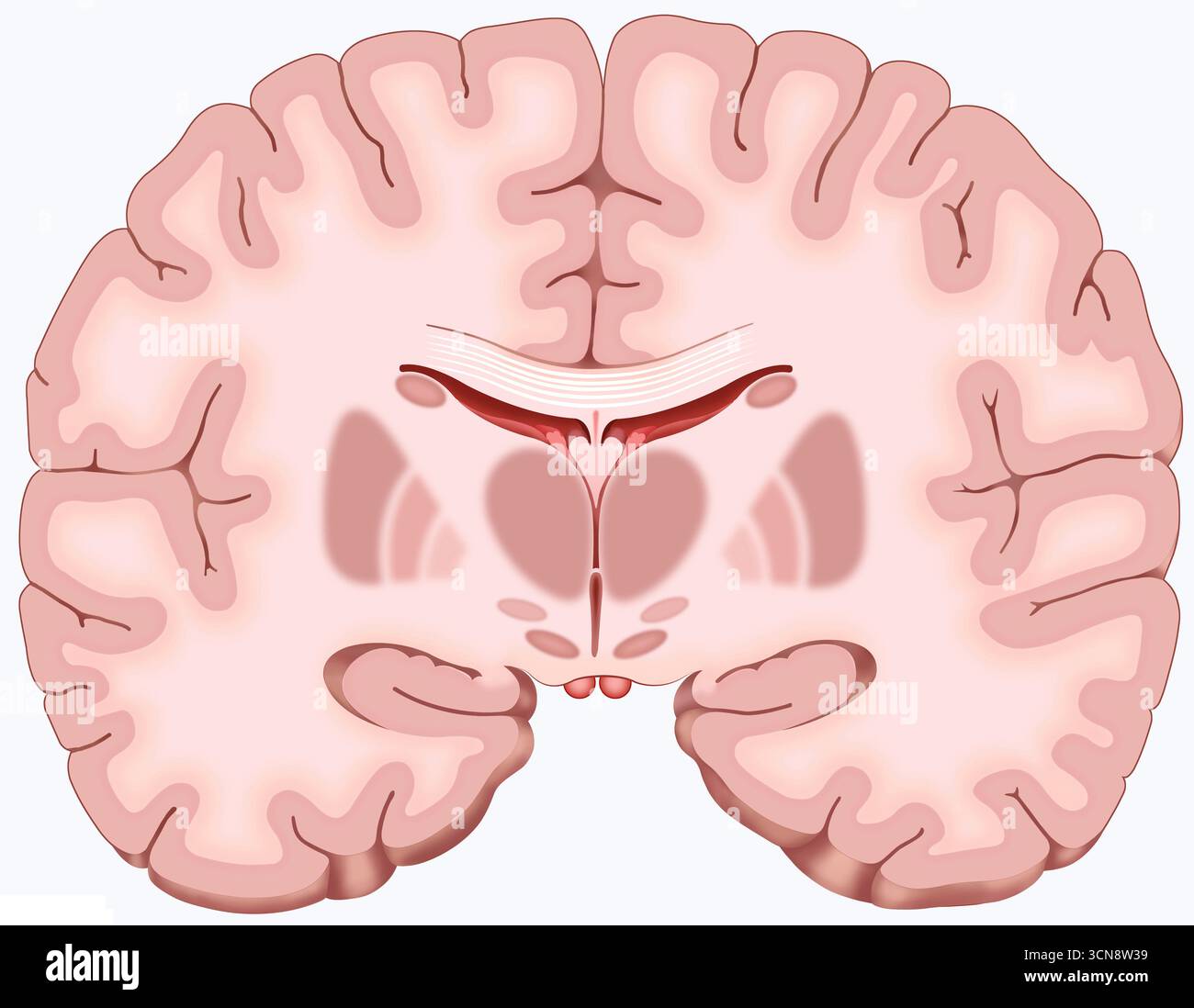 Vue coronaire illustration du cerveau révélant des structures clés telles que le cortex, l'hypothalamus et les ventricules. Il révèle également le corps calleux, une structure de matière grise qui relie les hémisphères et les sillons et gyrus qui forment le cortex cérébral, comme le sillon latéral. Banque D'Images