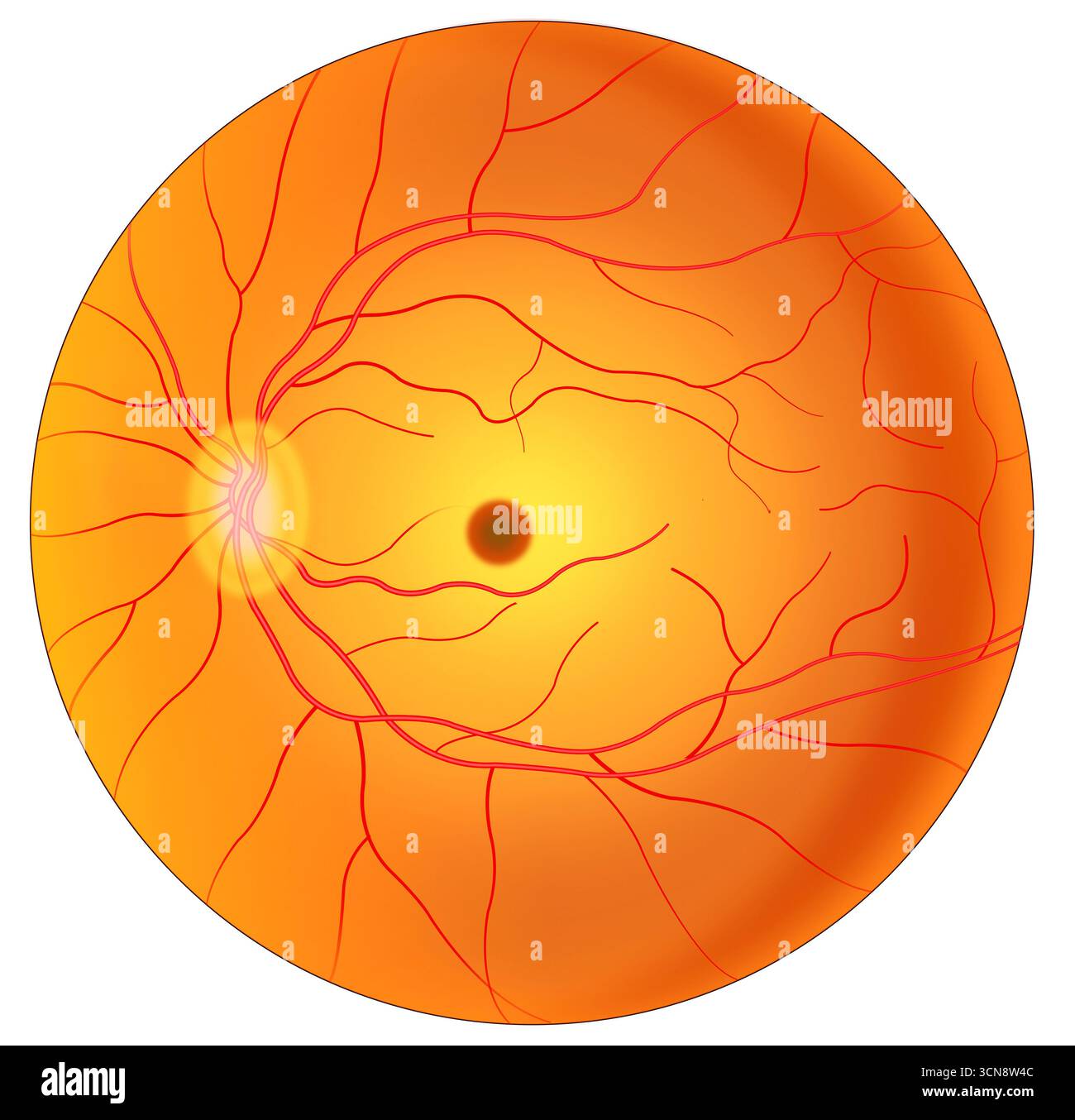Illustration de la rétine, qui est la couche de l'arrière de l'œil. Il est composé de tissus sensibles à la lumière et de photorécepteurs (bâtonnets et cônes) qui convertissent la lumière en signaux nerveux. La macula est une petite zone centrale de la rétine, riche en cônes, responsable de la vision centrale, nette et colorée, avec la fovéa comme point d'acuité visuelle maximale. Banque D'Images