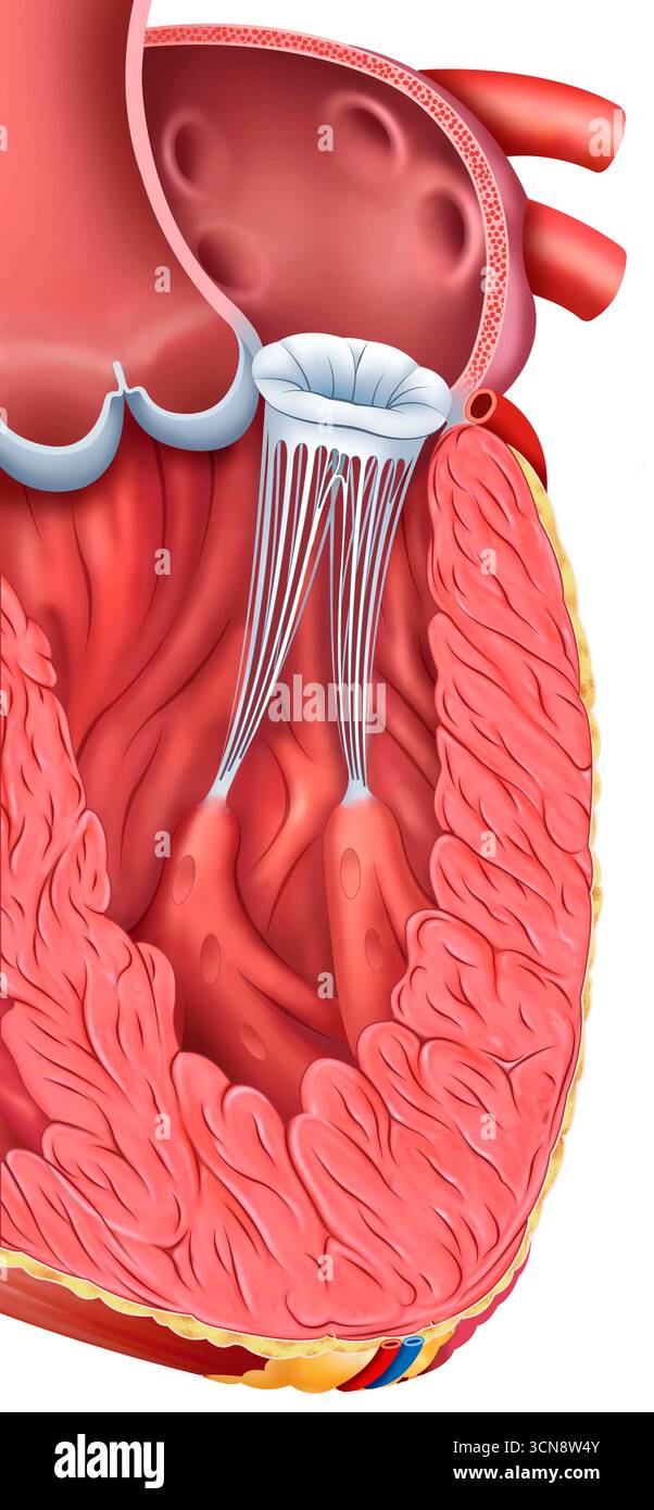 Valve mitrale,. Illustration de cette structure cardiaque clé, qui régule le flux sanguin entre l'oreillette gauche et le ventricule gauche du cœur. Composé de deux cuspides, il s'ouvre pendant la systole pour permettre au sang oxygéné de passer dans le ventricule, se fermant pendant la diastole pour empêcher le reflux. Cela prévient les problèmes tels que la régurgitation mitrale ou la sténose, qui peuvent affecter la fonction cardiaque. Banque D'Images