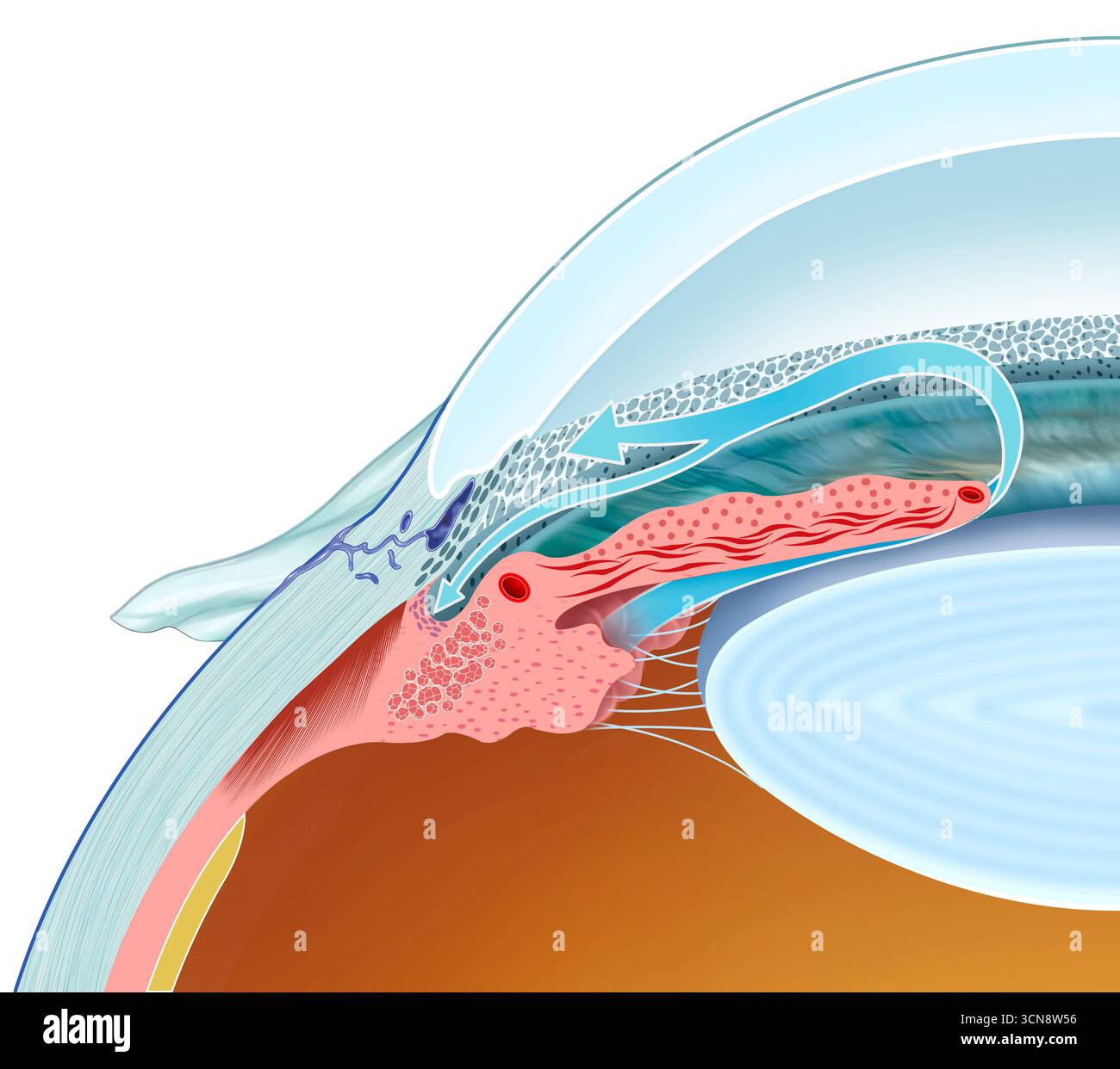 Illustration du drainage de l'humeur aqueuse, le processus d'élimination du liquide aqueux de l'œil, maintenant ainsi une pression intraoculaire saine. Ce fluide, produit par le corps ciliaire, s'écoule à travers la pupille jusqu'au réseau trabéculaire et est absorbé dans la circulation sanguine par le canal de Schlemm. Banque D'Images