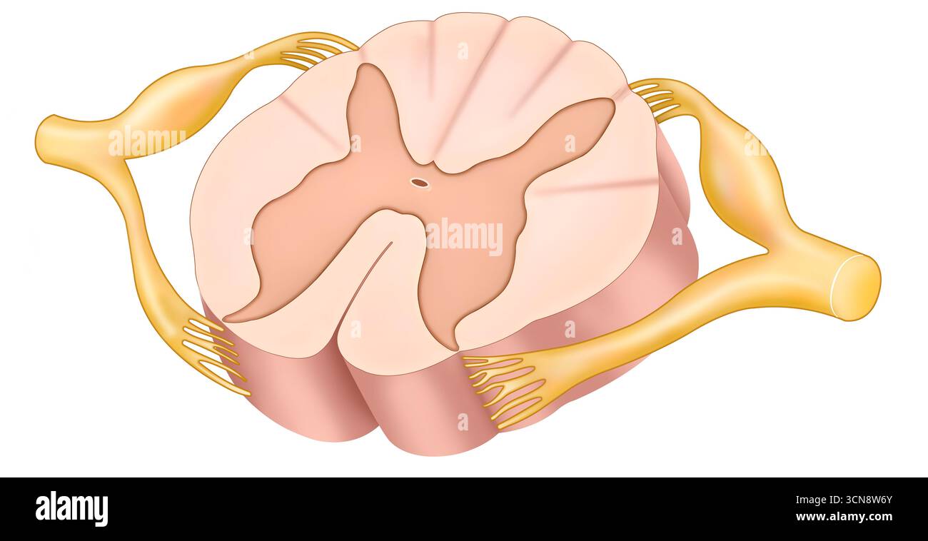 Illustration de l'anatomie d'un segment de la moelle épinière, montrant son organisation et sa structure, y compris la matière grise et blanche, les racines nerveuses et les nerfs rachidiens. Montrer son rôle dans la transmission des signaux entre le cerveau et le corps, ainsi que dans la coordination des réflexes. Banque D'Images