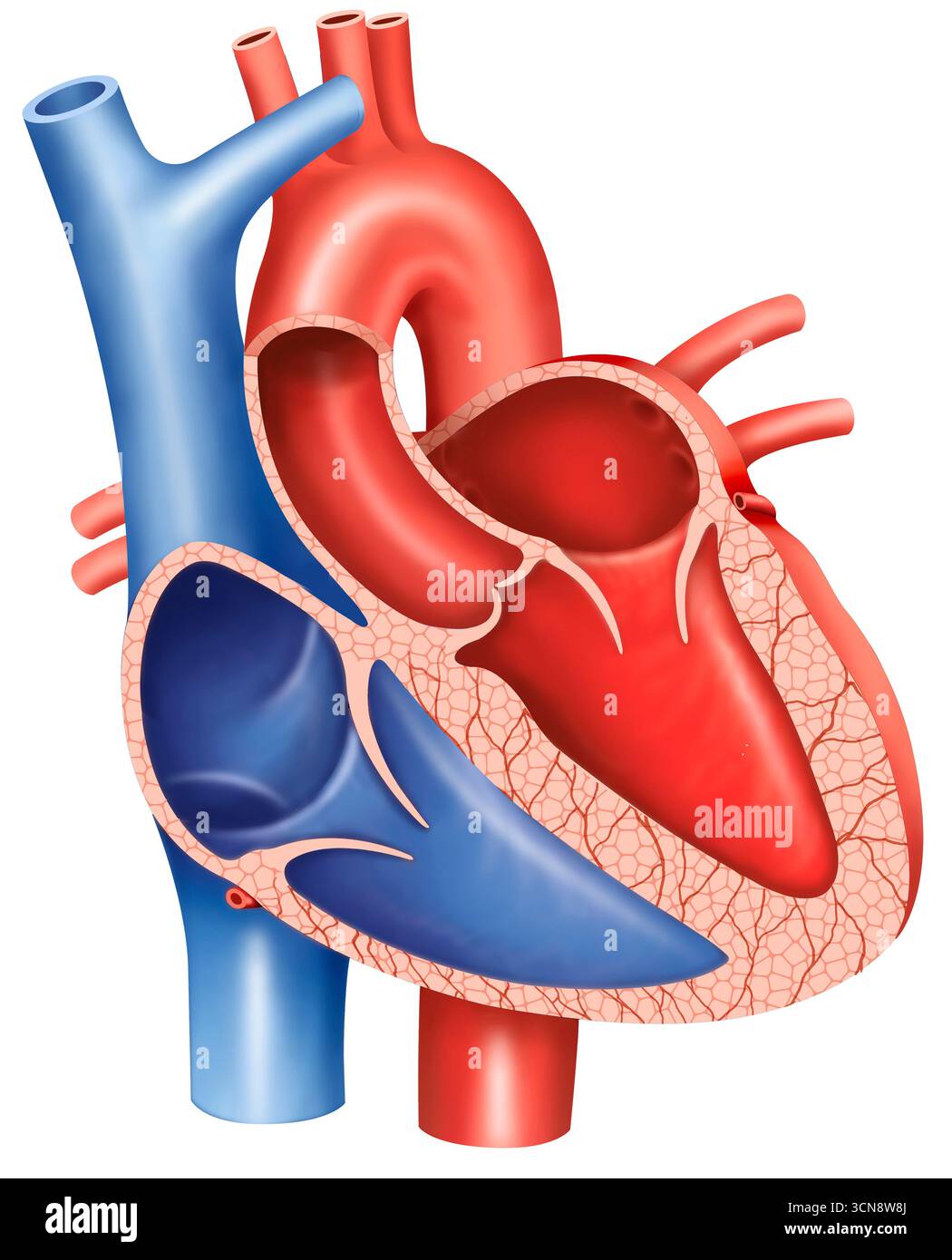 Illustration des cavités ventriculaires du coeur. Ces deux chambres inférieures du cœur, le ventricule droit et le ventricule gauche, reçoivent le sang des oreillettes et le pompent vers les poumons et le reste du corps. Le ventricule droit pompe le sang désoxygéné vers les poumons pour l'oxygénation, tandis que le ventricule gauche plus musculaire pompe ce sang vers l'aorte pour le délivrer à tout le corps. Banque D'Images