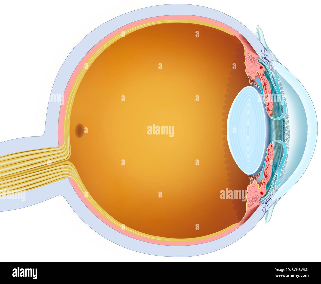 Illustration du drainage de l'humeur aqueuse montrant comment ce fluide clair, produit par les corps ciliaires, s'écoule à travers la chambre antérieure de l'œil dans le système de drainage. L'humeur aqueuse filtre à travers le réseau trabéculaire dans le canal de Schlemm puis s'écoule dans la circulation sanguine. Banque D'Images