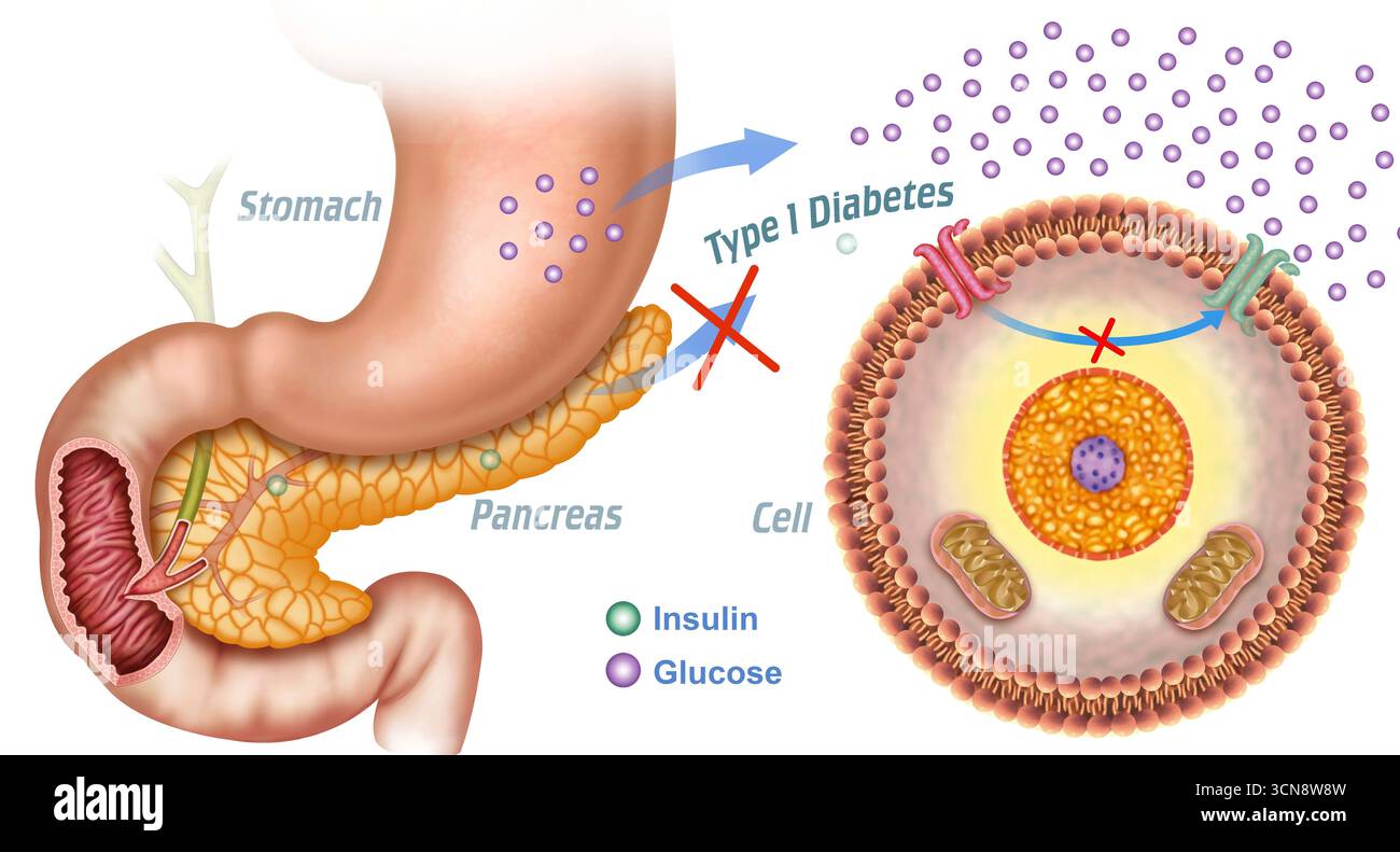 Illustration de l'estomac, du pancréas et des cellules centrée sur le système de contrôle de l'insuline et de la glycémie. L'insuline, une hormone produite dans le pancréas, joue un rôle crucial dans le contrôle de la glycémie, contrôlant la glycémie lorsqu'elle augmente après avoir mangé certains aliments. Banque D'Images