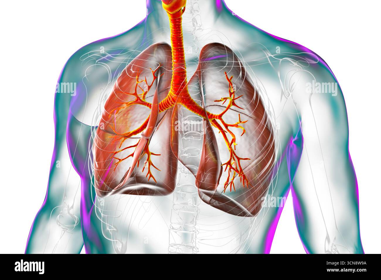 Illustration de l'anatomie du système respiratoire humain, avec poumons, bronches, trachée et larynx. Banque D'Images