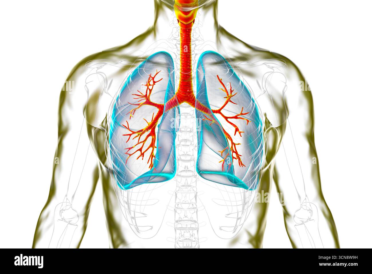 Illustration de l'anatomie du système respiratoire humain, avec poumons, bronches, trachée et larynx. Banque D'Images
