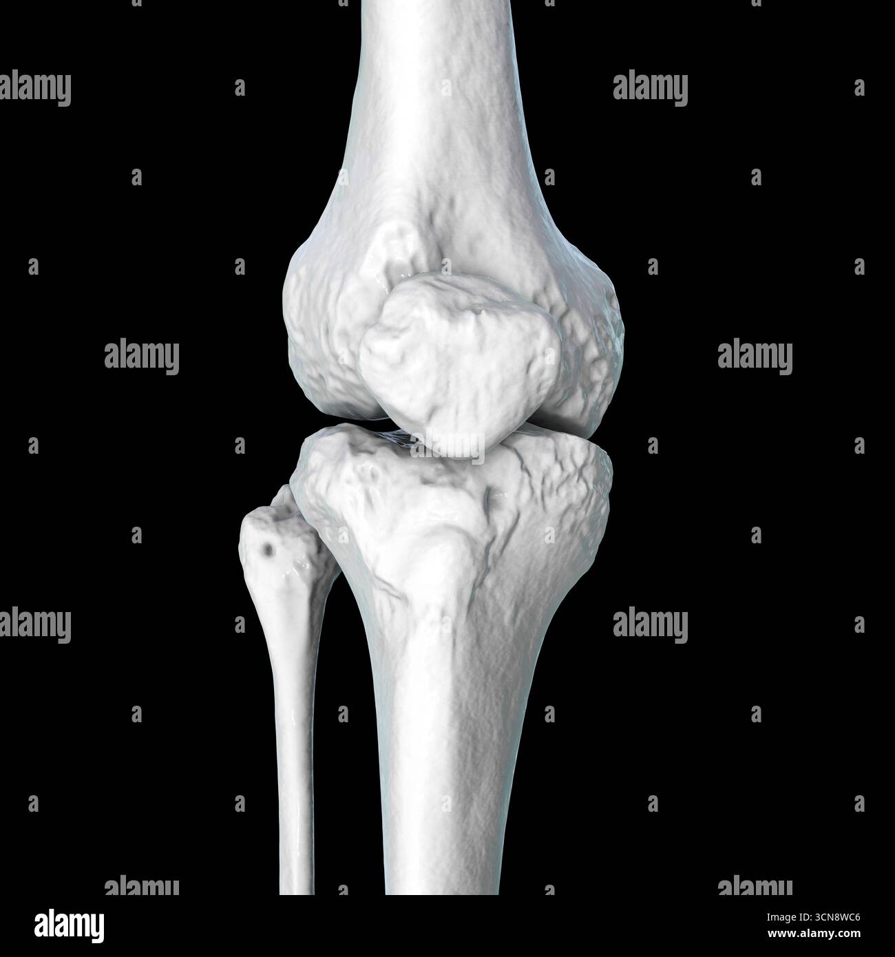 Anatomie de l'articulation du genou. Illustration montrant le fémur, le tibia, le péroné et la rotule en alignement normal. Banque D'Images