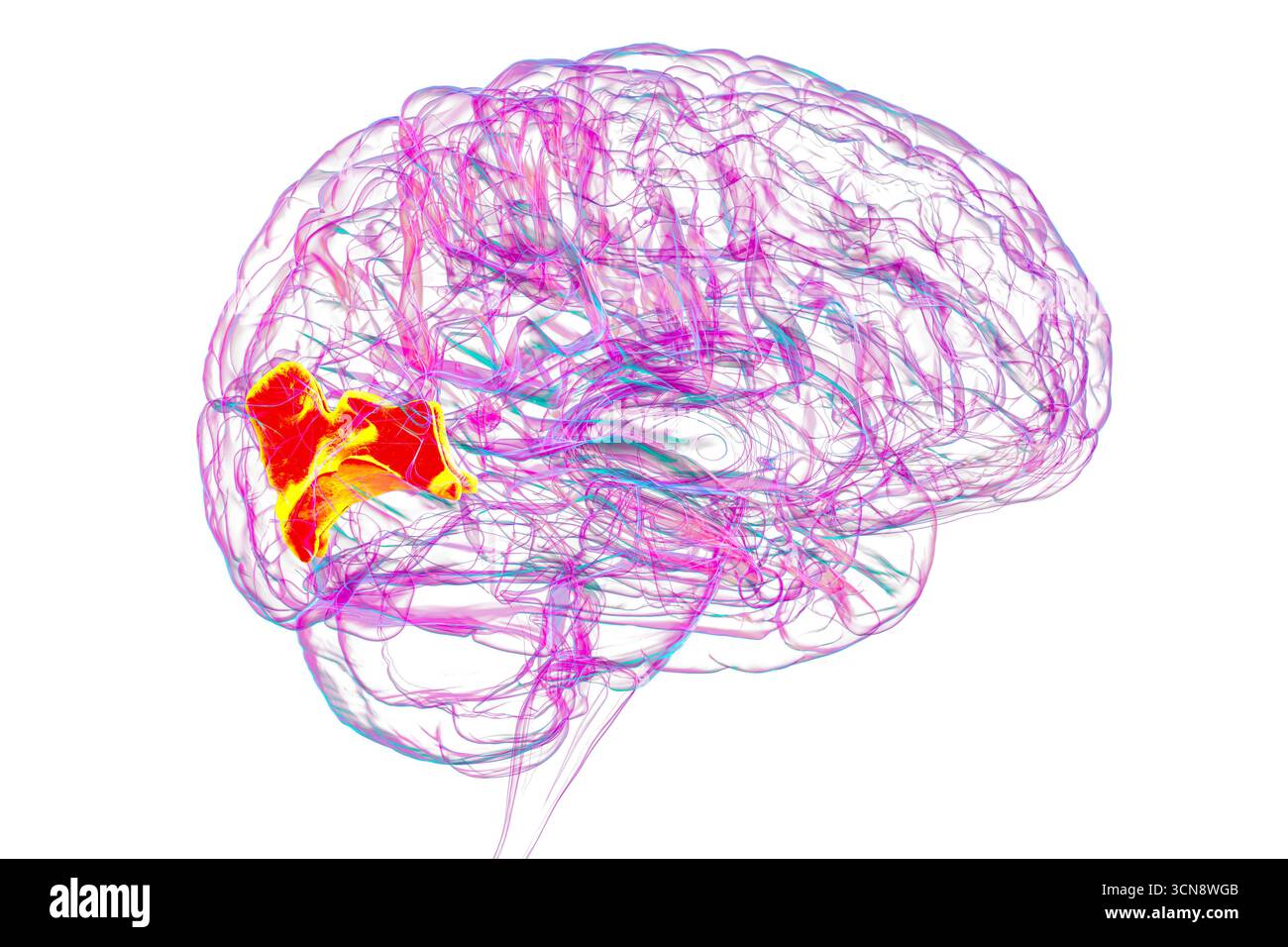 Cerveau humain avec gyrus cuneus mis en évidence, illustration. Il s'agit d'une zone de traitement visuel dans le lobe occipital impliquée dans l'attention, la vision et l'orientation spatiale. Banque D'Images