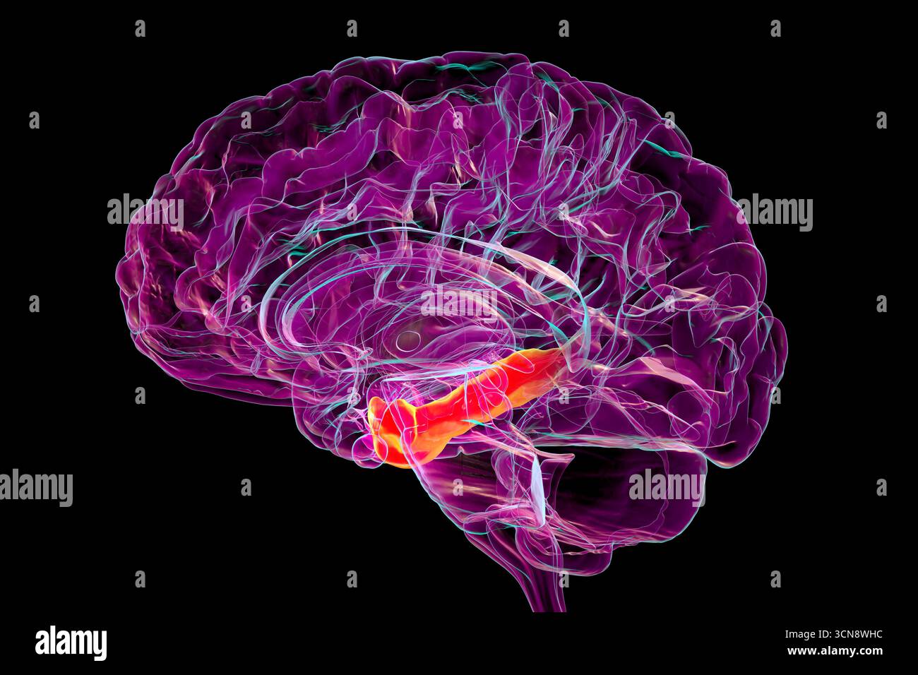 Illustration d'une section médiane du cerveau humain avec gyrus parahippocampique mis en évidence, une structure clé dans le codage de la mémoire, la navigation spatiale et le traitement de l'information contextuelle. Banque D'Images