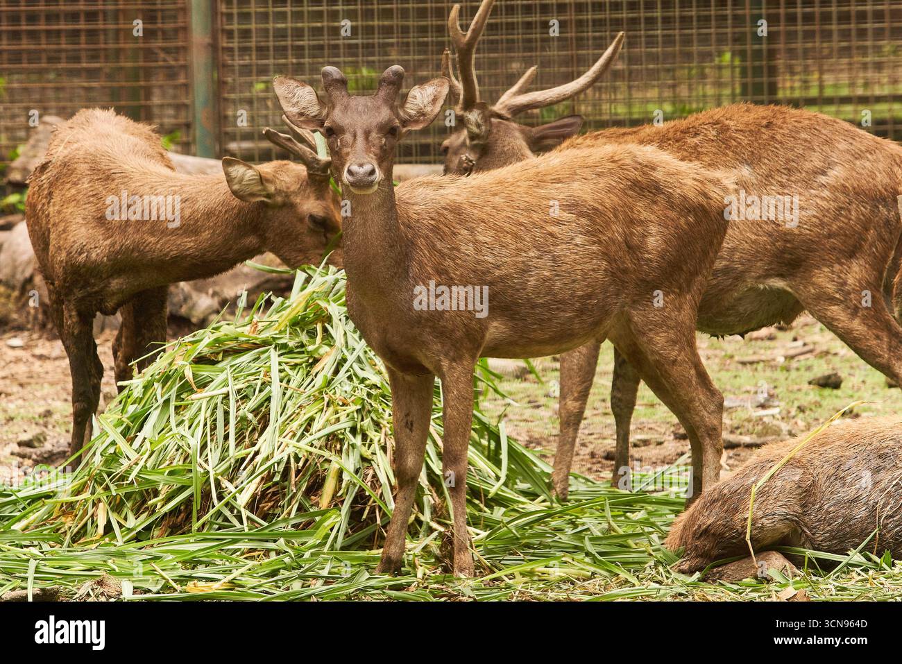 Un groupe de cerfs se rassemble pour profiter du temps de repas autour d'un tas d'herbe verte dans un zoo. Un cerf se tient au premier plan, regardant avec prudence la caméra Banque D'Images