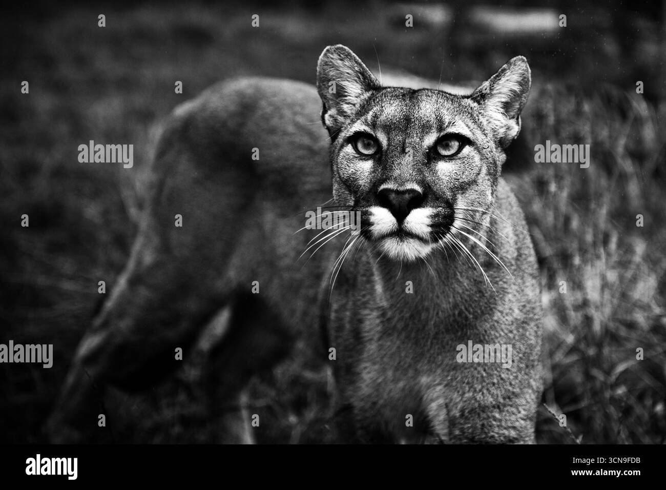 Portrait en noir et blanc d'un puma (Puma concolor) debout dans l'herbe avec un regard direct Banque D'Images