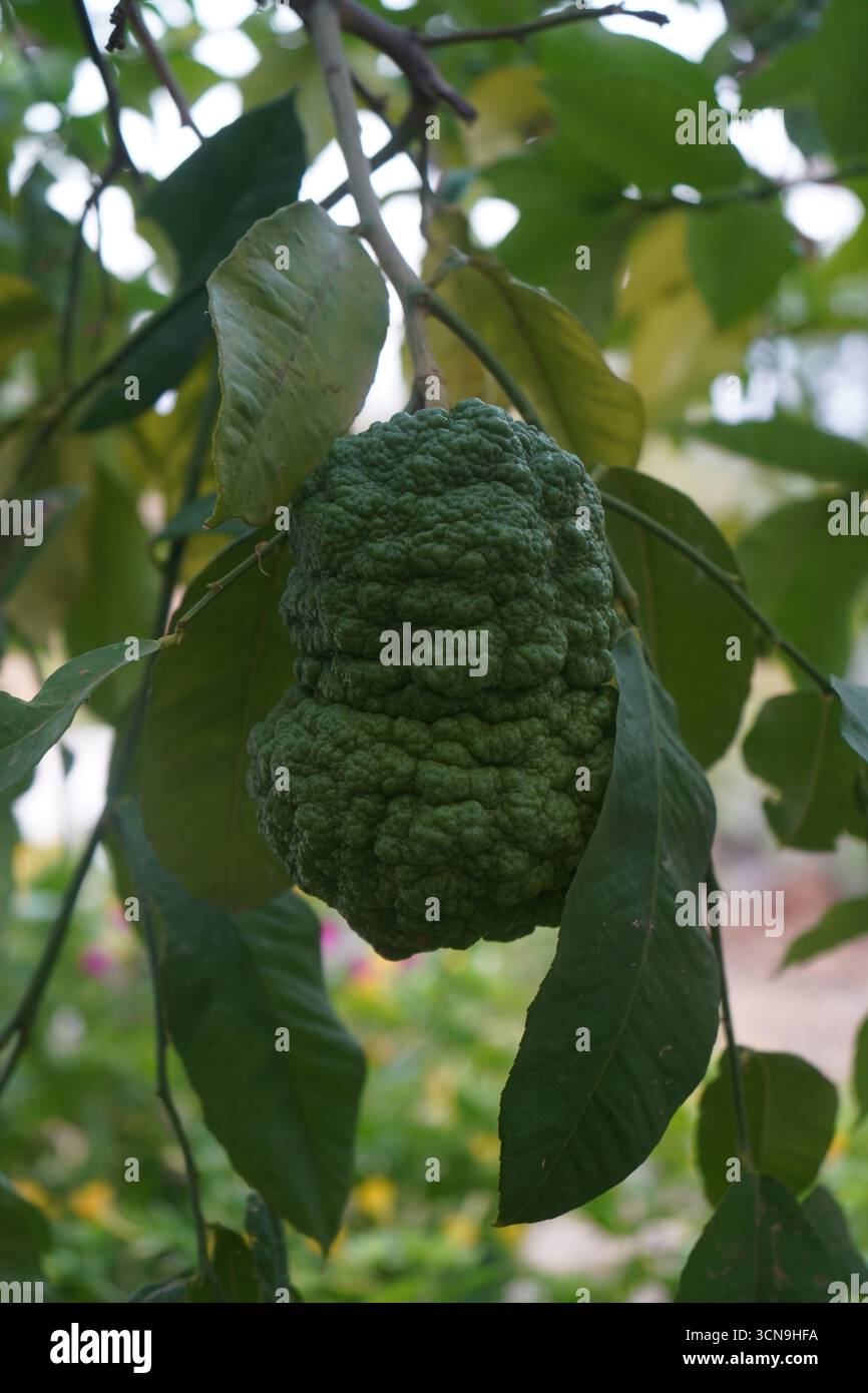 Gros plan captivant d'un citron vert éclatant et texturé accroché à une branche au milieu de feuilles luxuriantes. Banque D'Images