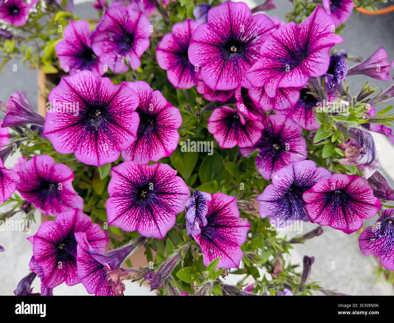 Fleurs de pétunia violettes vibrantes en pleine floraison - Image de stock capturée avec un smartphone