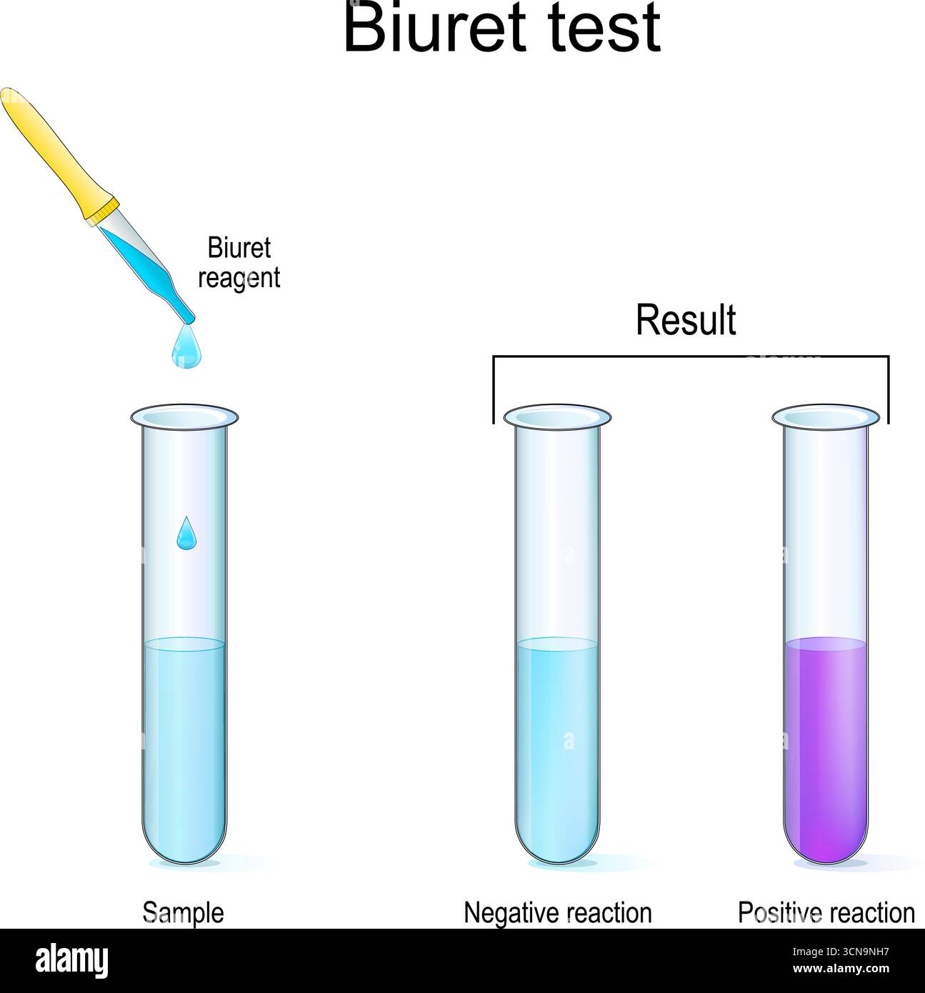 Test biuret pour la détection de protéines. Expérience chimique avec tubes à essai et pipette. Illustration vectorielle Illustration de Vecteur