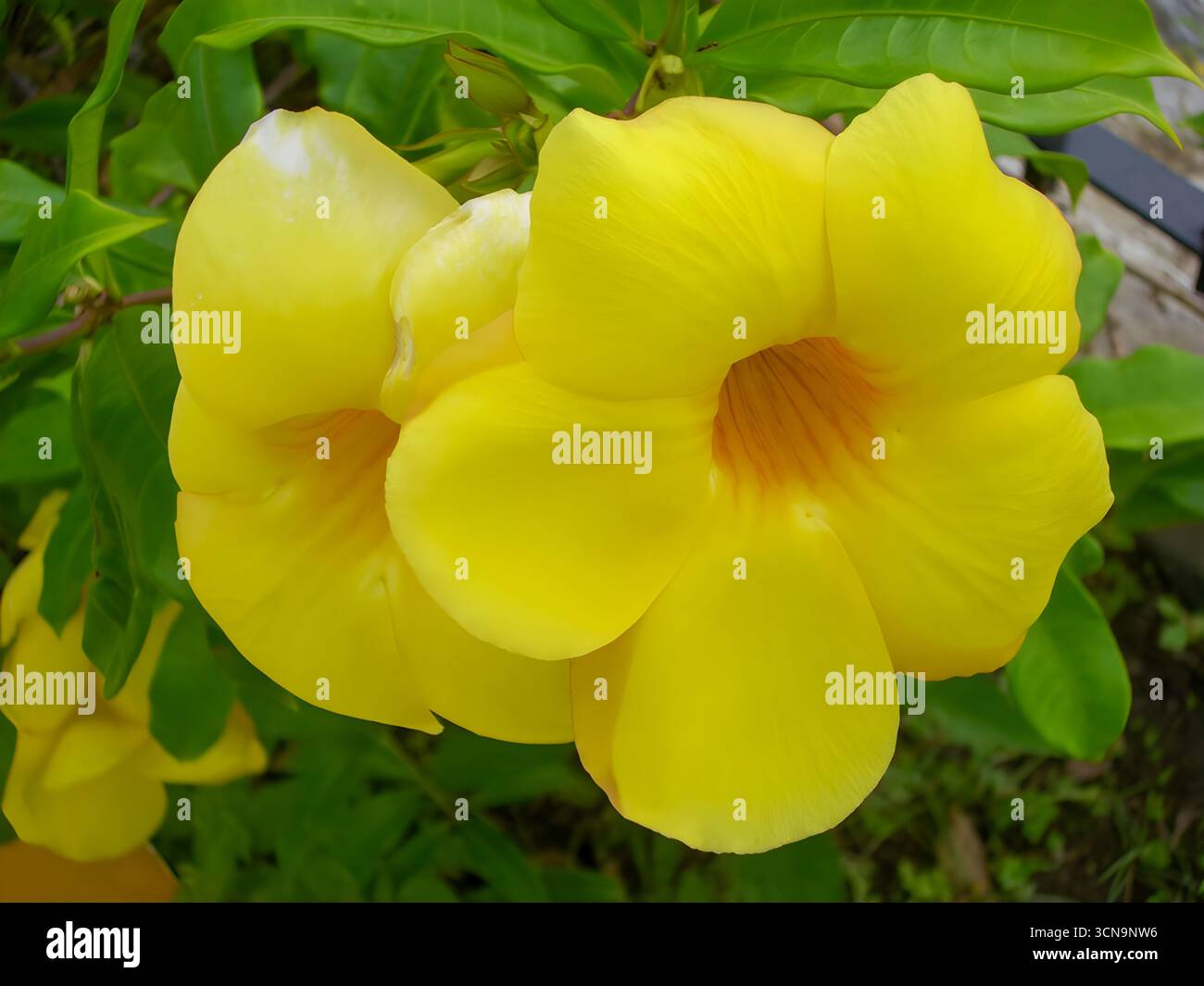 Fleurs d'Allamanda jaune vif avec des centres orange profond et des feuilles vertes luxuriantes. Banque D'Images