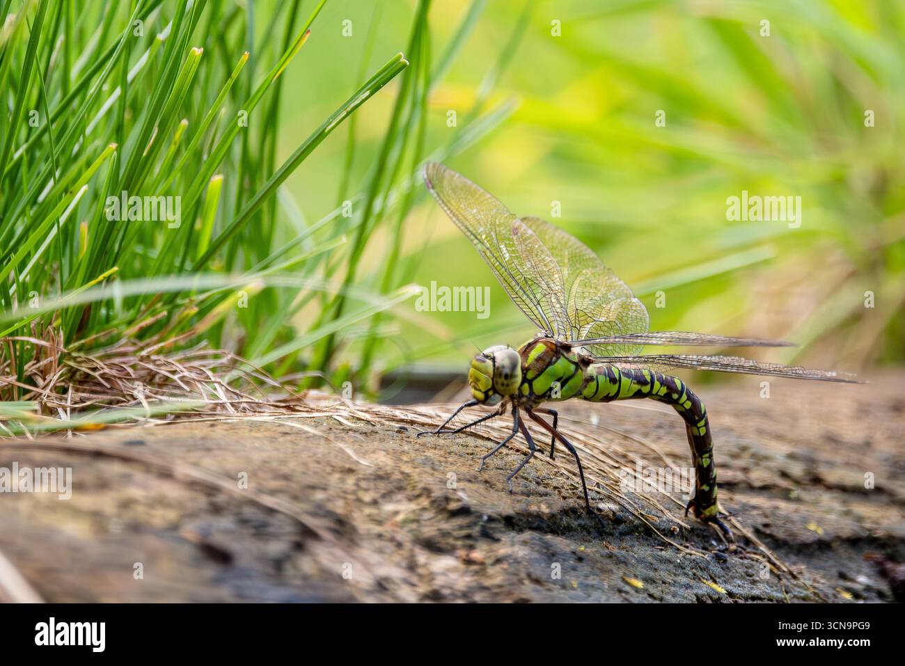 Southern Hawker (Aeshna cyanea) femelle perchée sur un bord de rivière Banque D'Images