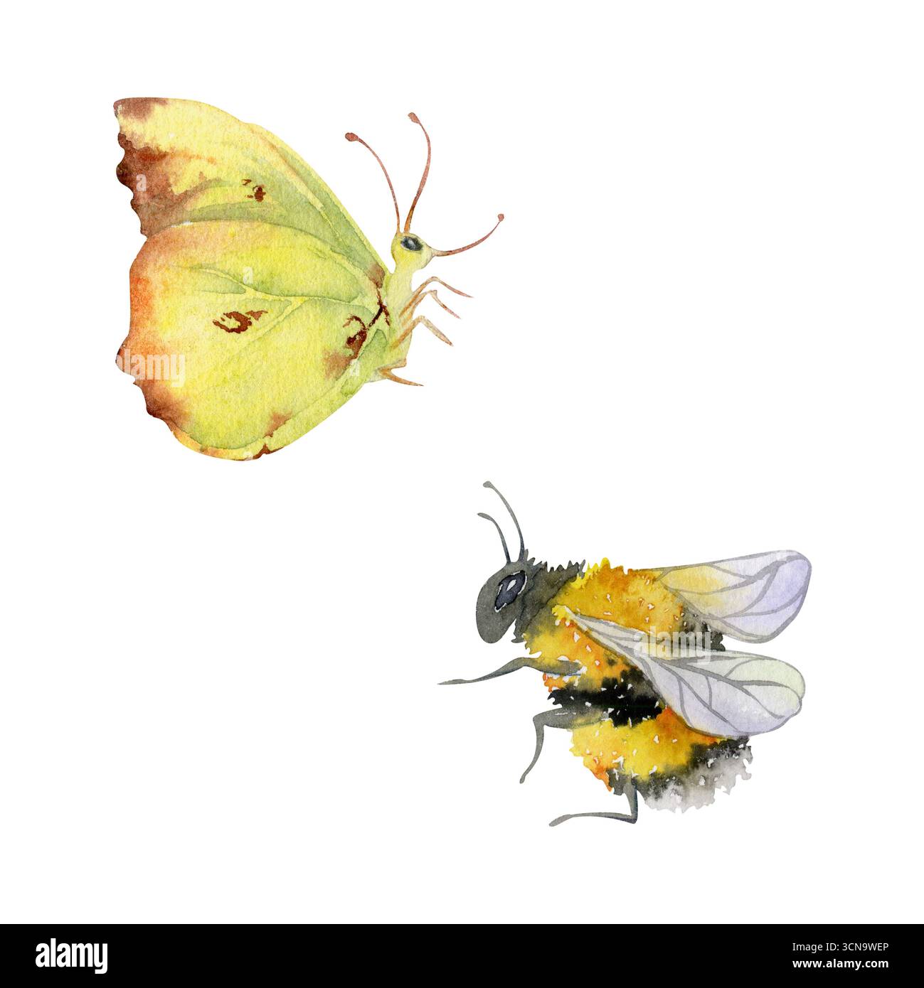 Papillon jaune nuageux, brimstone commun, guêpe bourdon pelucheuse rayée, insecte insecte insecte papillon illustration isolée dessinée à la main à l'aquarelle. Bocaux de miel Banque D'Images